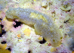 Dendrodoris elongata