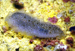 Dendrodoris elongata