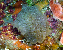 Dendrodoris elongata