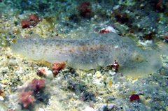 Dendrodoris elongata