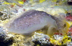 Dendrodoris elongata