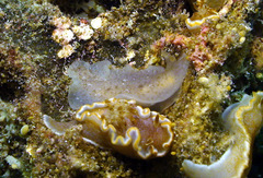 Dendrodoris elongata
