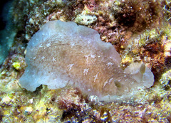 Dendrodoris elongata