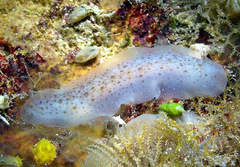Dendrodoris elongata