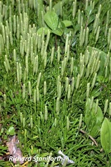 Diphasiastrum complanatum