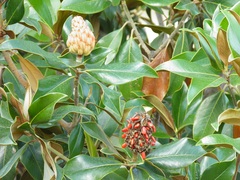 Magnolia grandiflora