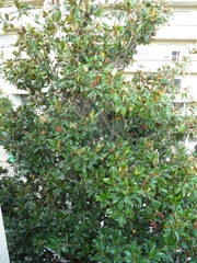 Magnolia grandiflora
