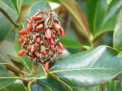 Magnolia grandiflora