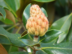 Magnolia grandiflora