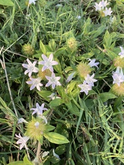 Richardia grandiflora