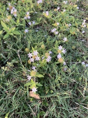 Richardia grandiflora