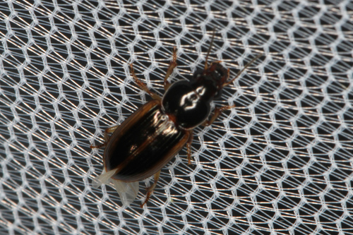 Stenolophus infuscatus