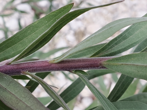 Image of Solidago juliae by (c) Tom Field, some rights reserved (CC BY)
