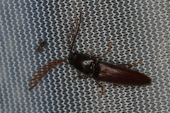 Dicrepidius palmatus