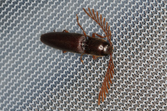 Dicrepidius palmatus