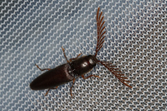 Dicrepidius palmatus