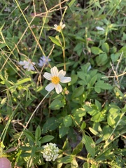 Bidens alba
