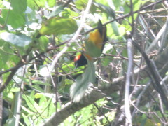 Icterus auricapillus