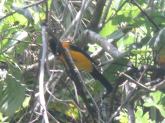 Icterus auricapillus