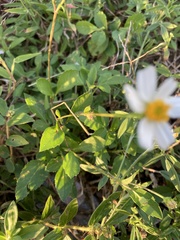 Bidens alba
