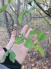 Crataegus aestivalis