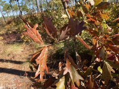 Quercus × ashei
