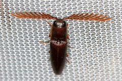 Dicrepidius palmatus