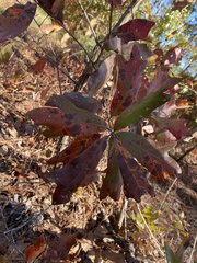 Quercus × ashei
