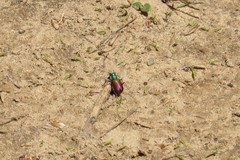 Cicindela scutellaris scutellaris