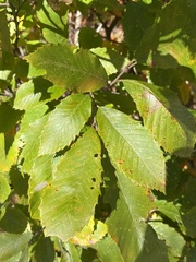 Castanea pumila floridana