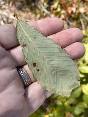 Castanea pumila floridana