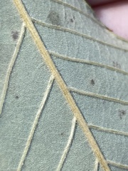 Castanea pumila floridana