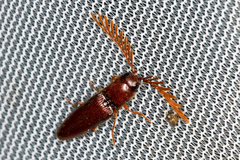 Dicrepidius palmatus