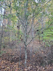 Crataegus aestivalis