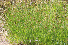 Carex occidentalis