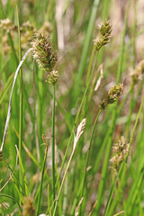 Carex occidentalis