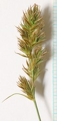 Carex occidentalis