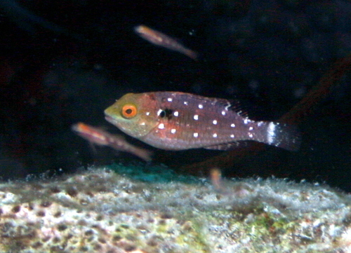 Stoplight Parrotfish