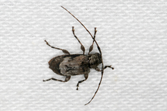 Astylopsis