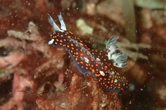 Nembrotha
