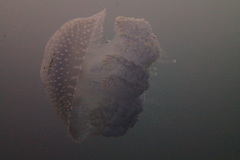 Phyllorhiza punctata