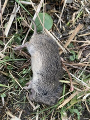 Microtus ochrogaster