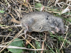 Microtus ochrogaster