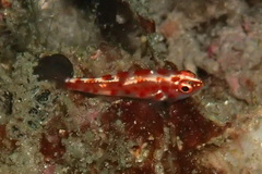 Trimma rubromaculatum