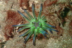 Edwardsianthus sapphirus