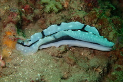 Phyllidiopsis shireenae