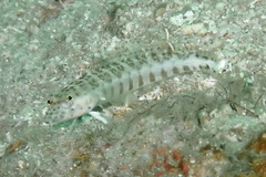 Parapercis xanthozona