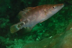 Oxycheilinus celebicus