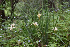Iris fernaldii