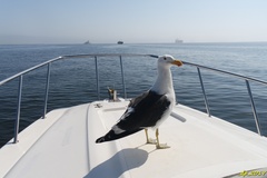 Larus dominicanus vetula